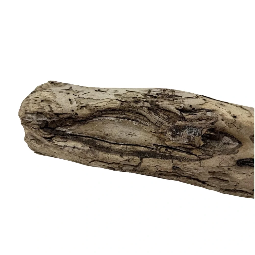 California Coast Driftwood Log – Sculpted Erosion Cavities 14” Natural